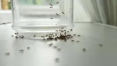 Goodbye, Kitchen Ants: How to Get Rid of Them Without Using Harsh Chemicals