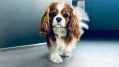 Six Lazy Dog Breeds for People Who Love Peace and Quiet