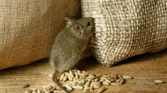 How to Permanently Get Rid of Mice and Rats in the Basement: Helpful Winter Tips
