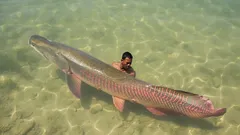 This fish is longer than a person and armored like a tank—its meat is considered a delicacy in the Amazon