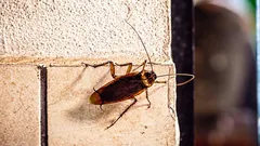 10 Places in Your Home Where Cockroaches Most Often Hide and Build Nests