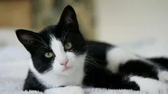 Lost cat vanishes at a Spain rest stop and shows up near home five months later