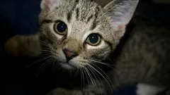 Did You Know What Your Cat Does to Protect You and Your Home?