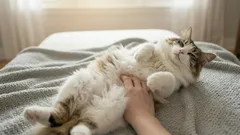 What Do Cats Feel When You Pet Their Belly?