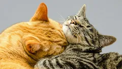 Why cats lick each other — and what this says about their bond.