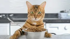 Why is my cat always hungry? Common causes and when to worry